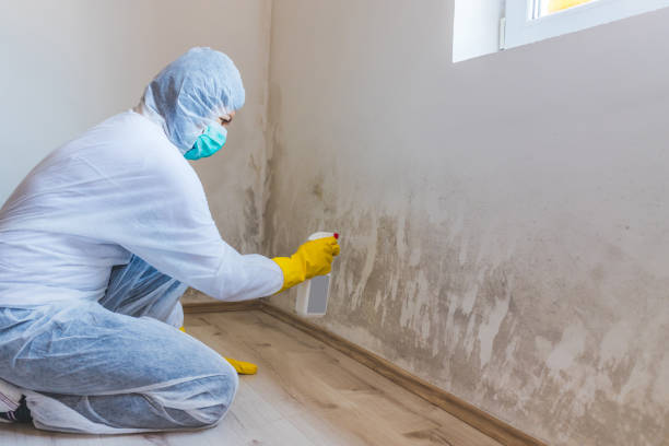 Professional mold removal team in Pennington